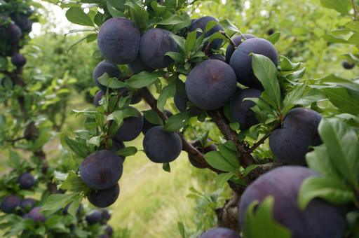 Farm For Sale - QLD - Pikedale - 4380 - DIVERSIFIED HORTICULTURAL OPERATION 