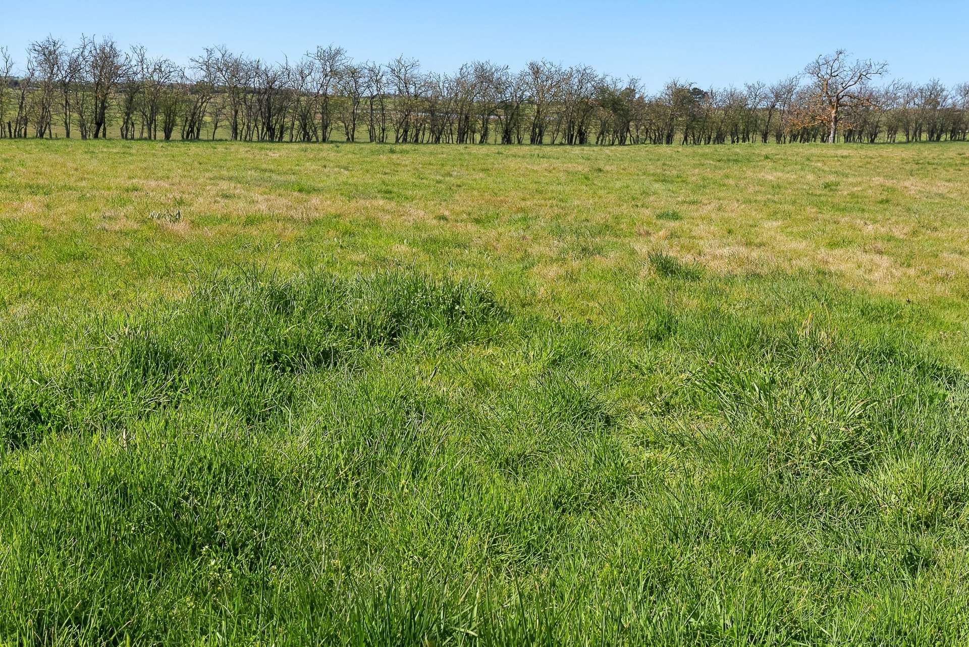 1334 Millthorpe Road, Millthorpe Auction by Farmbuy.com - image 34