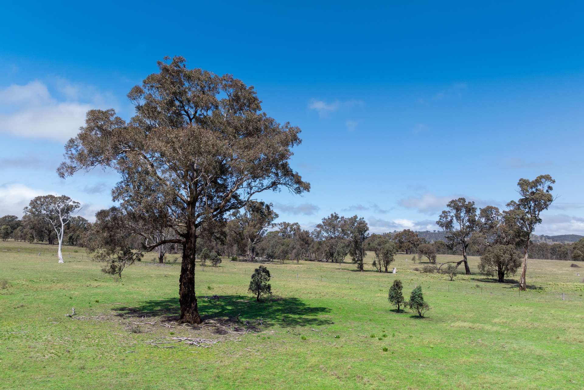 1291 Carlwood Road, O'Connell Auction by Farmbuy.com - image 18