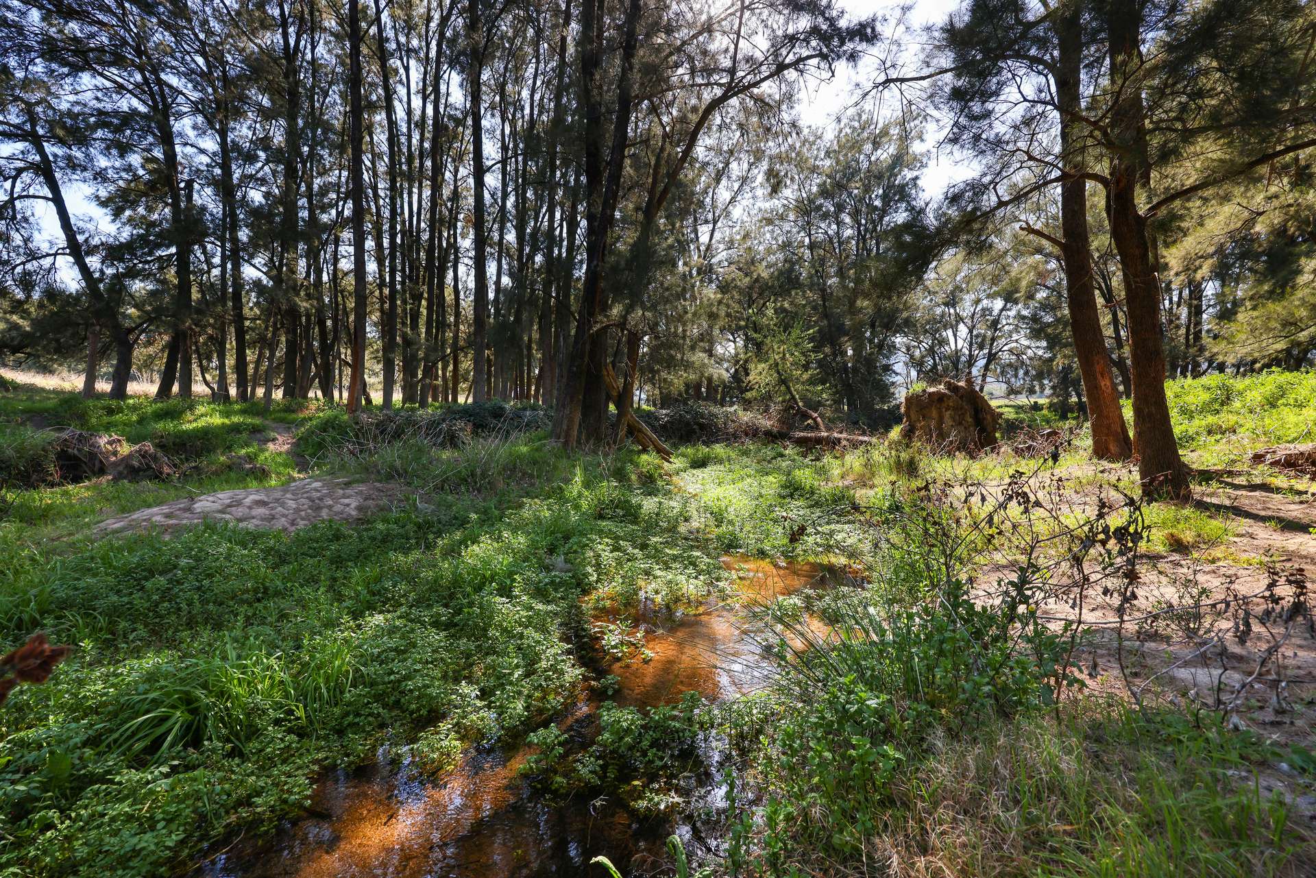 890 Moonbi Gap Road, Tamworth Auction by Farmbuy.com - image 9
