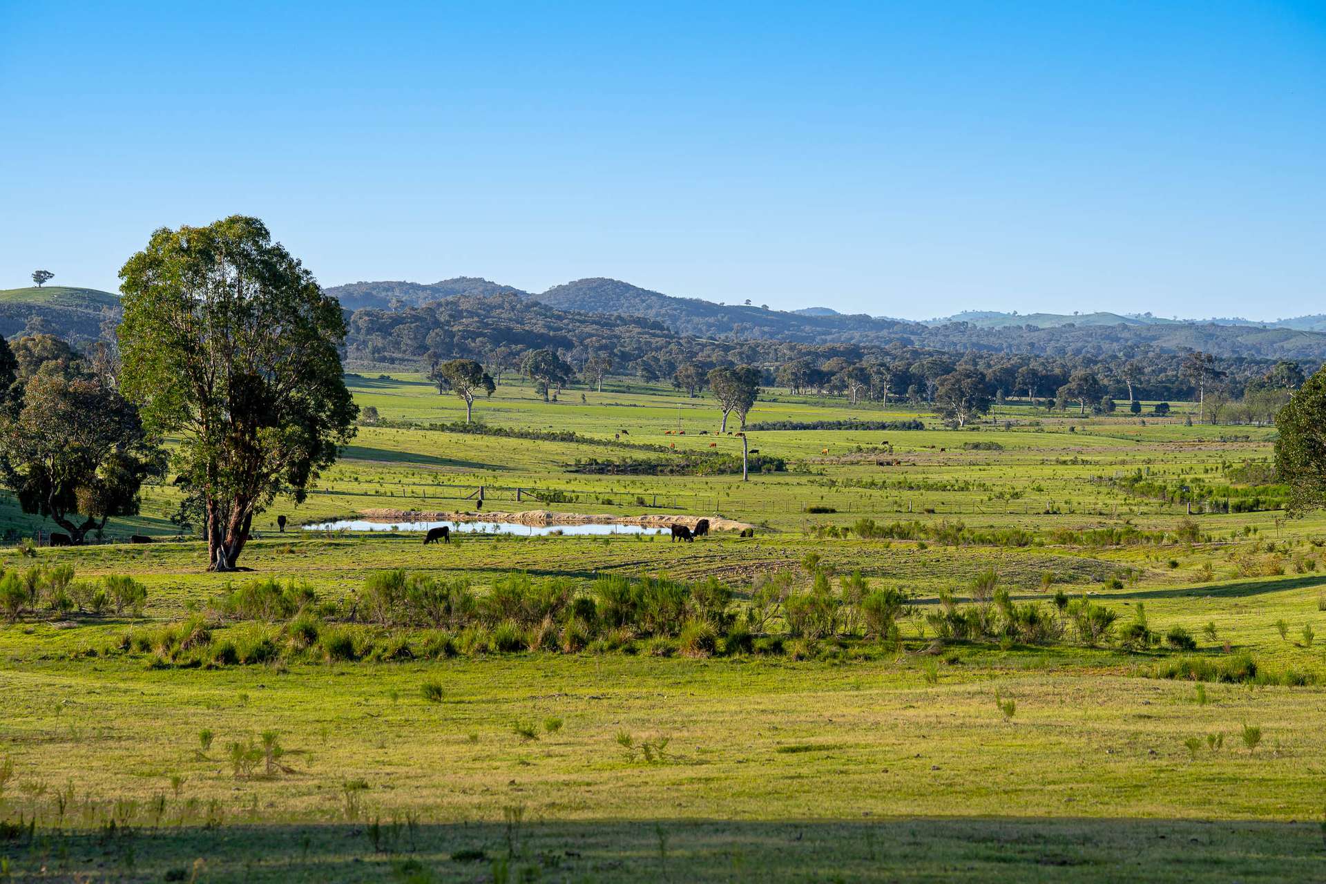 1168 Maryvale Road Bevendale Via, Gunning Auction by Farmbuy.com - image 3