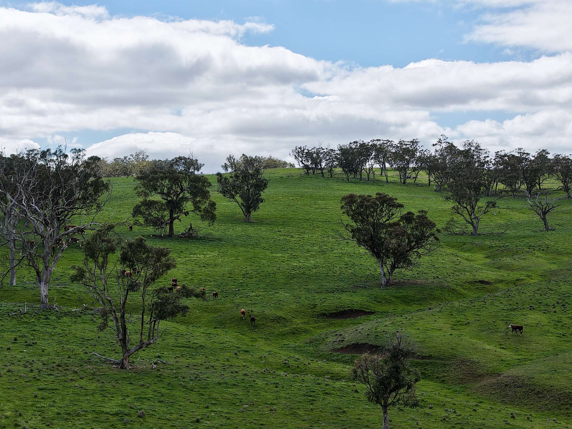 "Willunga" 700 Willunga Road, Cassilis For Sale by Farmbuy.com - image 8
