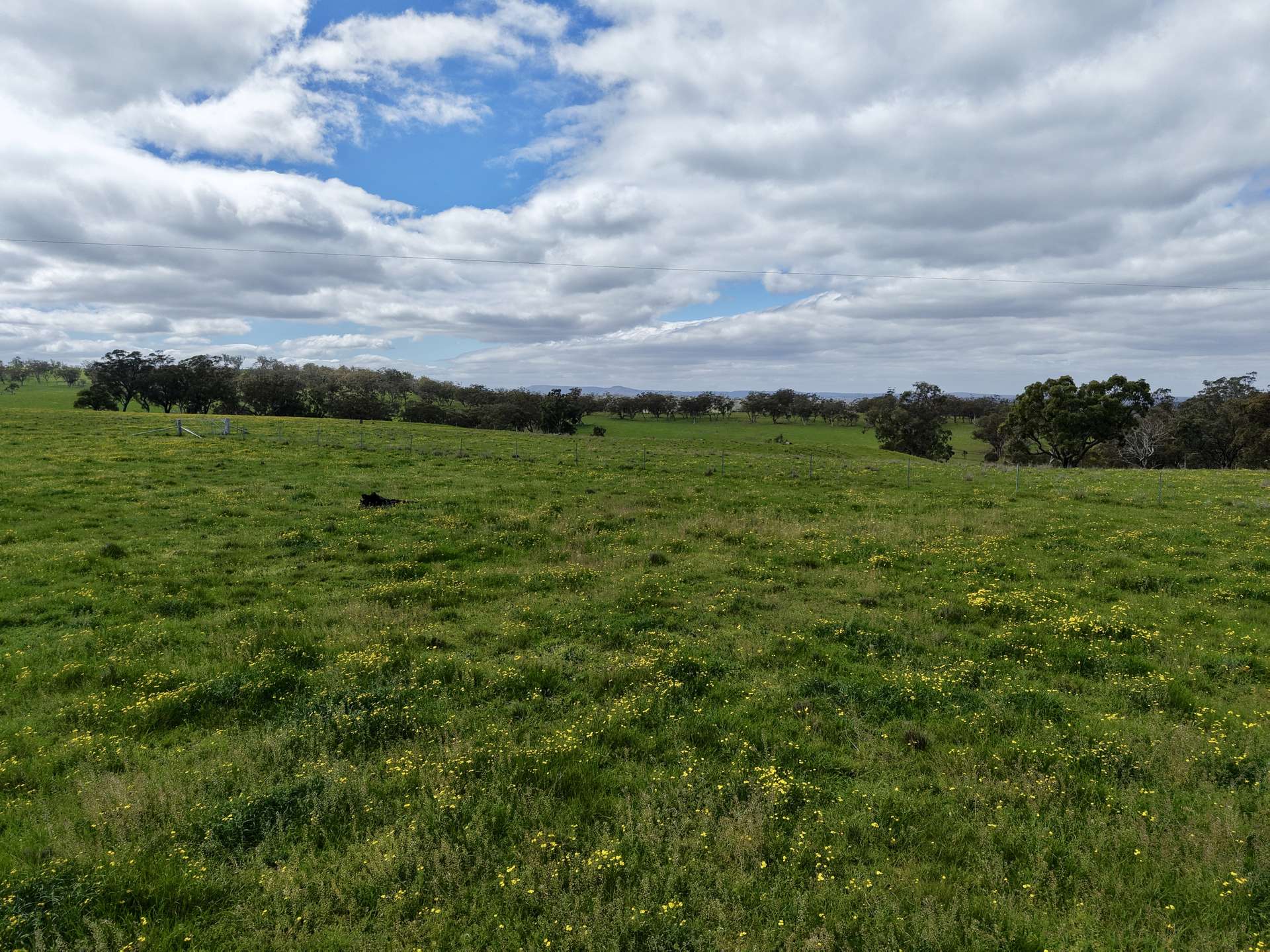 "Willunga" 700 Willunga Road, Cassilis For Sale by Farmbuy.com - image 5