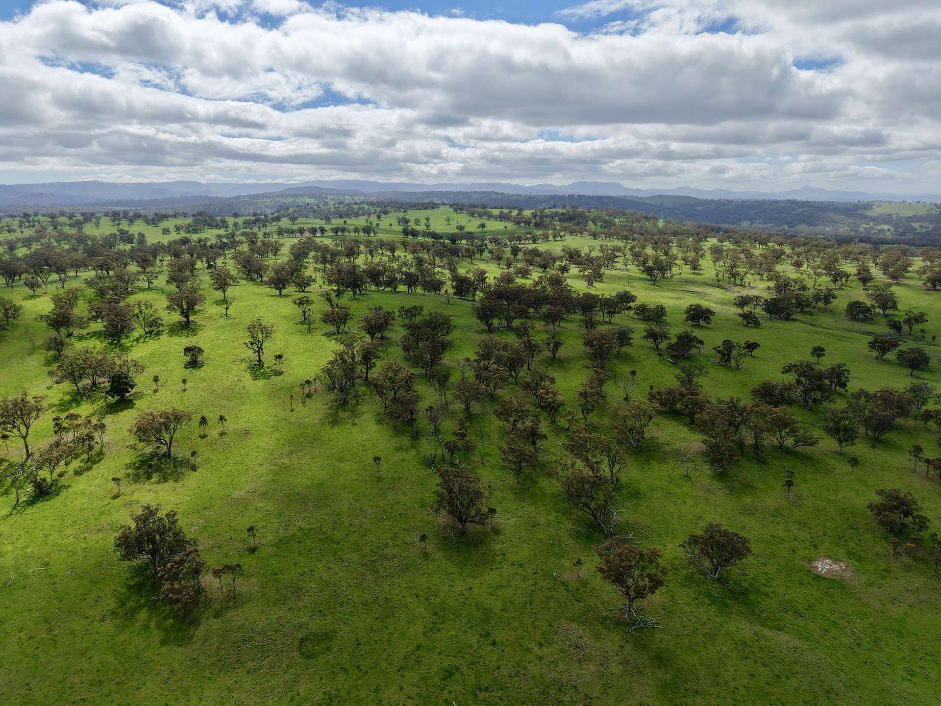 "Willunga" 700 Willunga Road, Cassilis For Sale by Farmbuy.com - image 4