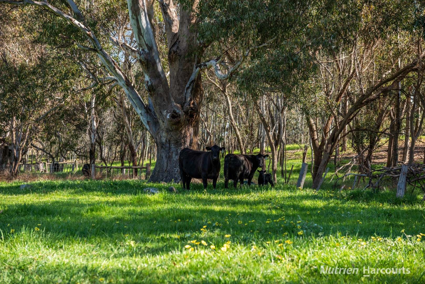 370 McGintys Road, Glenaroua For Sale by Farmbuy.com - image 15
