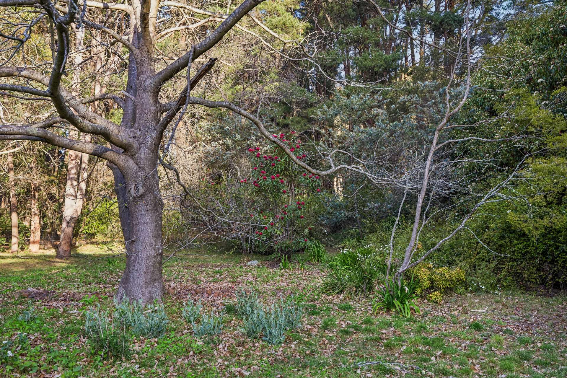 220 Narranghi Road, Braidwood For Sale by Farmbuy.com - image 33