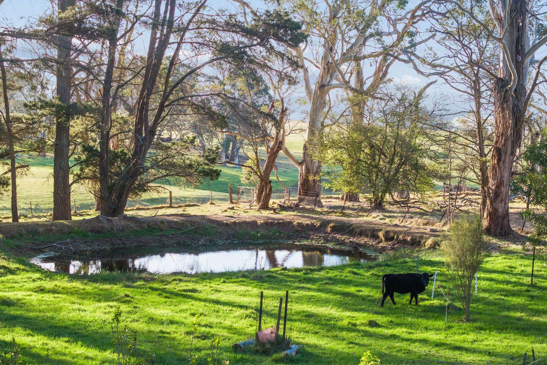 220 Narranghi Road, Braidwood For Sale by Farmbuy.com - image 4