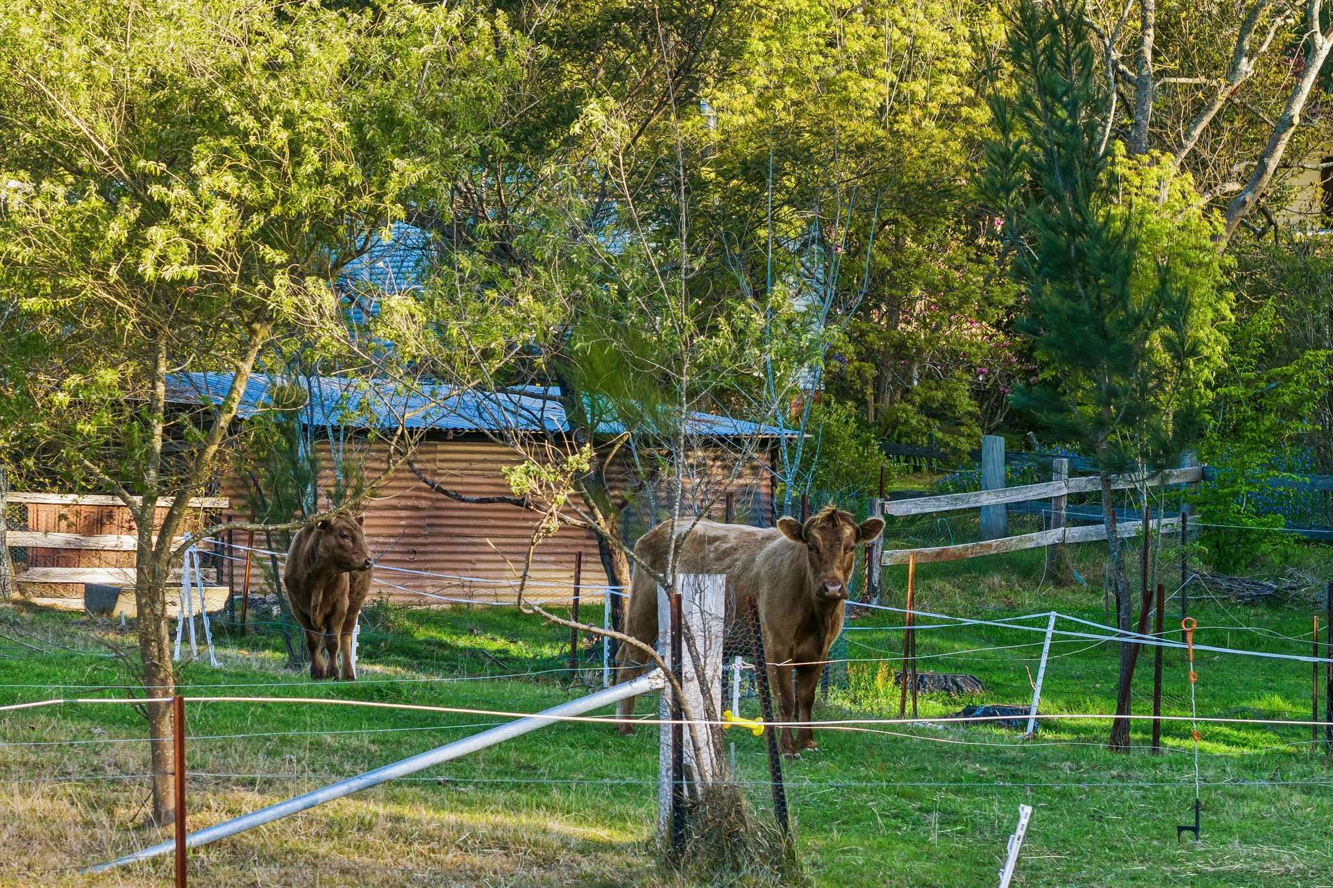 220 Narranghi Road, Braidwood For Sale by Farmbuy.com - image 23