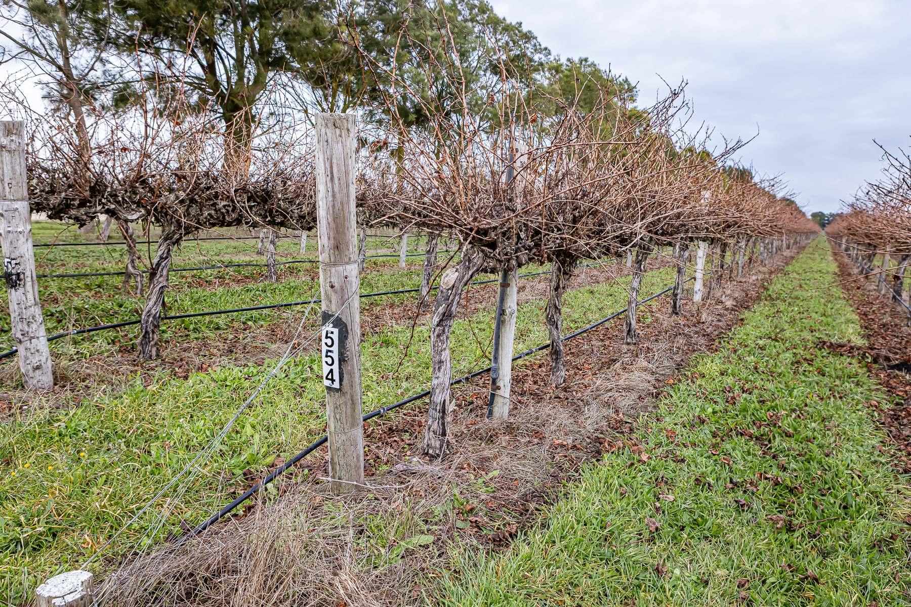 Lot 729 McBain Road, Coonawarra For Sale by Farmbuy.com - image 2