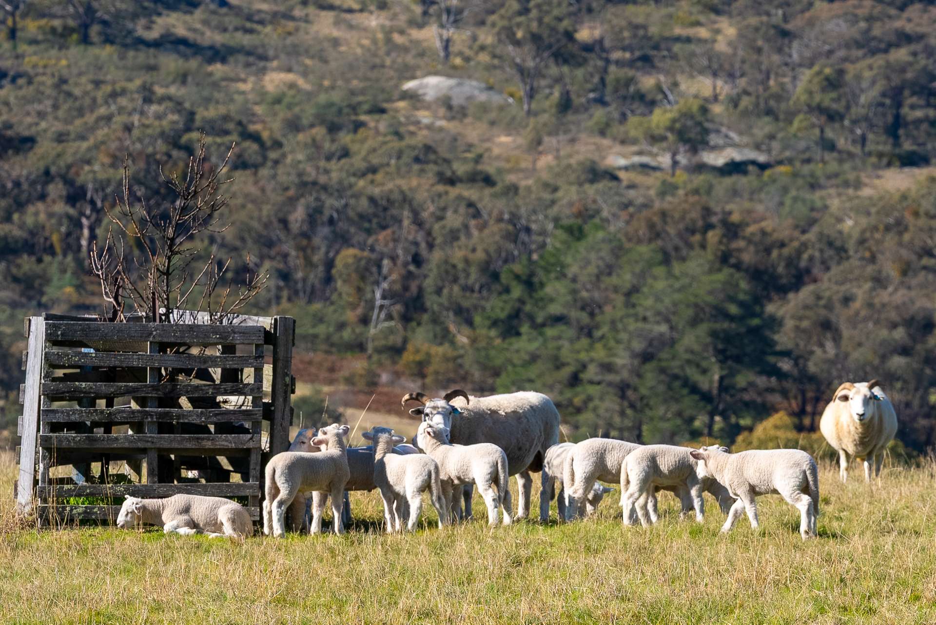 1821 Mitchell Highway, The Rocks Auction by Farmbuy.com - image 35