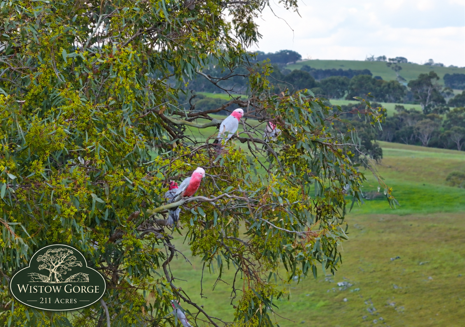 Lot 6 Wiles Firetrack, Wistow For Sale by Farmbuy.com - image 8