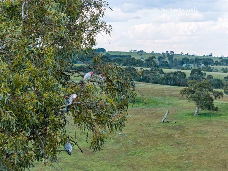 Lot 6 Wiles Firetrack, Wistow For Sale by Farmbuy.com - image 11