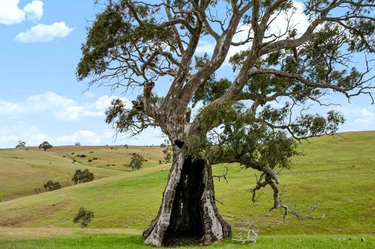 Lot 6 Wiles Firetrack, Wistow For Sale by Farmbuy.com - image 6