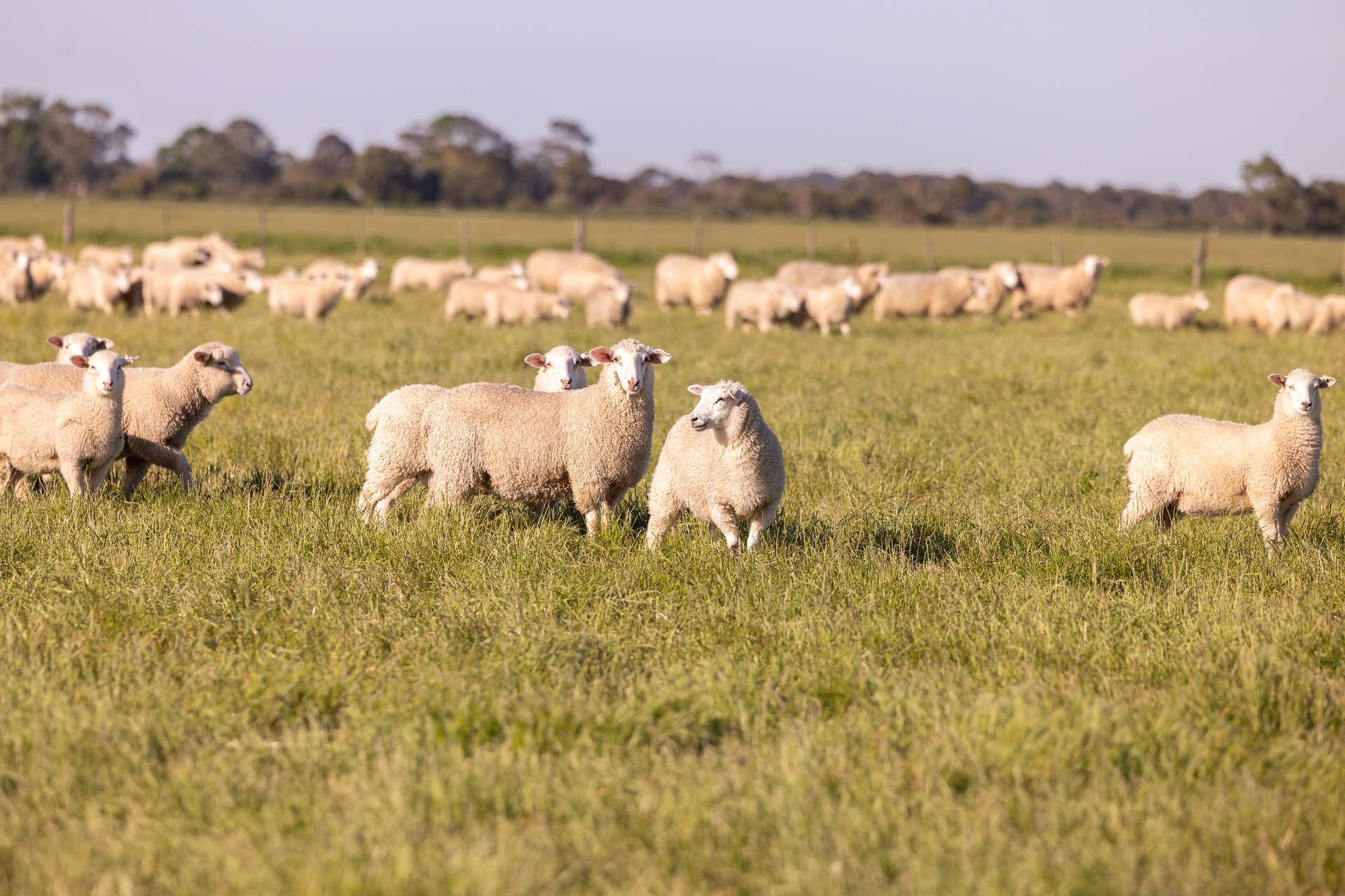 25858 Princes Highway, Clay Wells For Sale by Farmbuy.com - image 12
