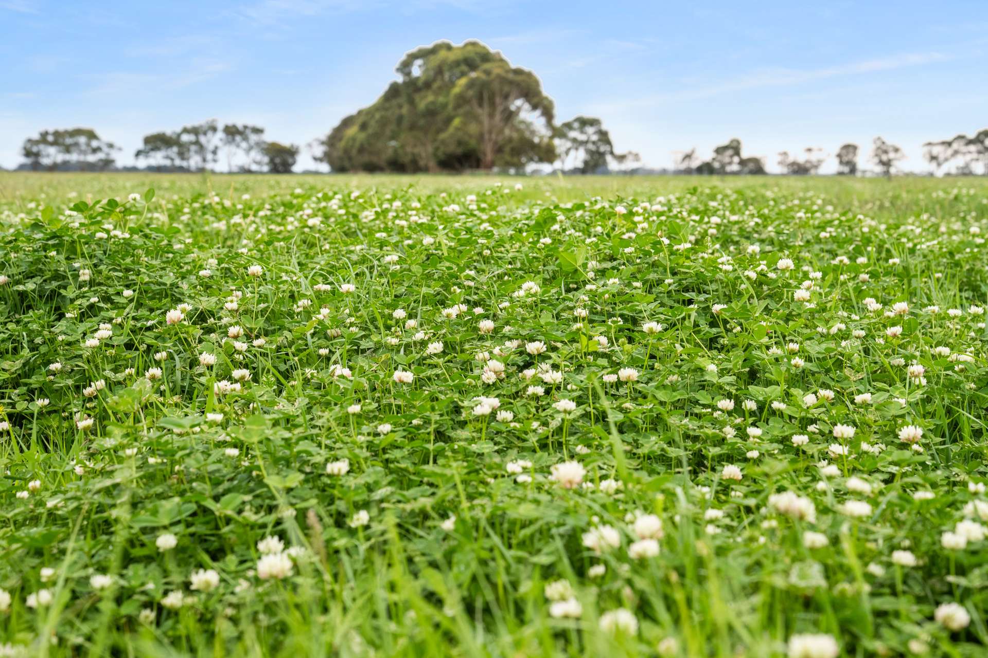 25858 Princes Highway, Clay Wells For Sale by Farmbuy.com - image 2