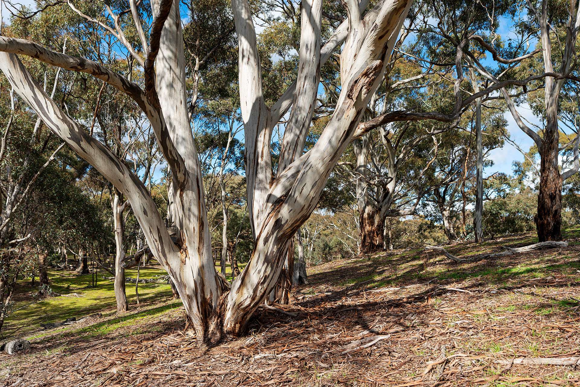 320 Boundary Gully Road, Werona For Sale by Farmbuy.com - image 27