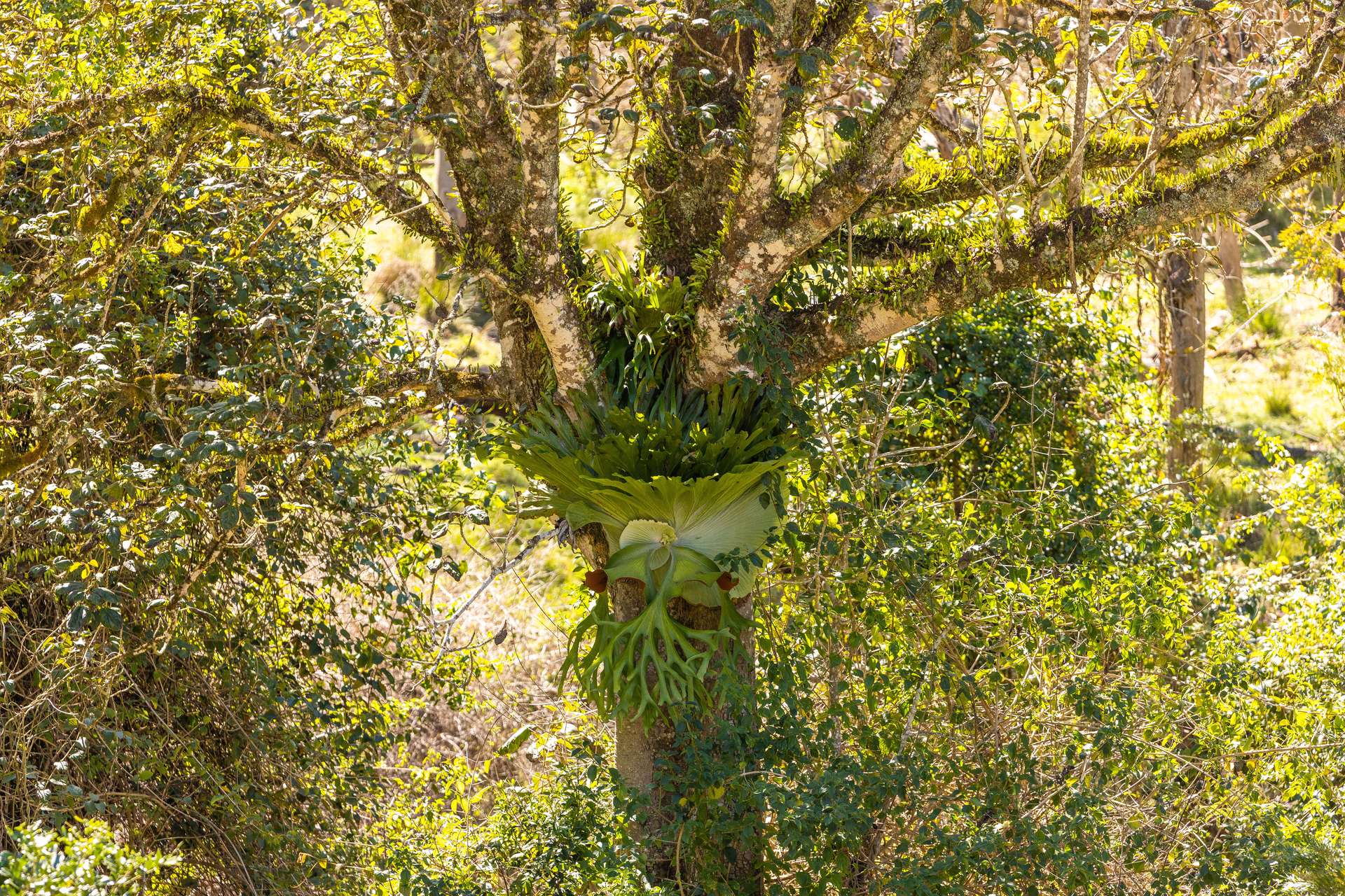 134 Landslip Creek Road, Wherrol Flat Auction by Farmbuy.com - image 12