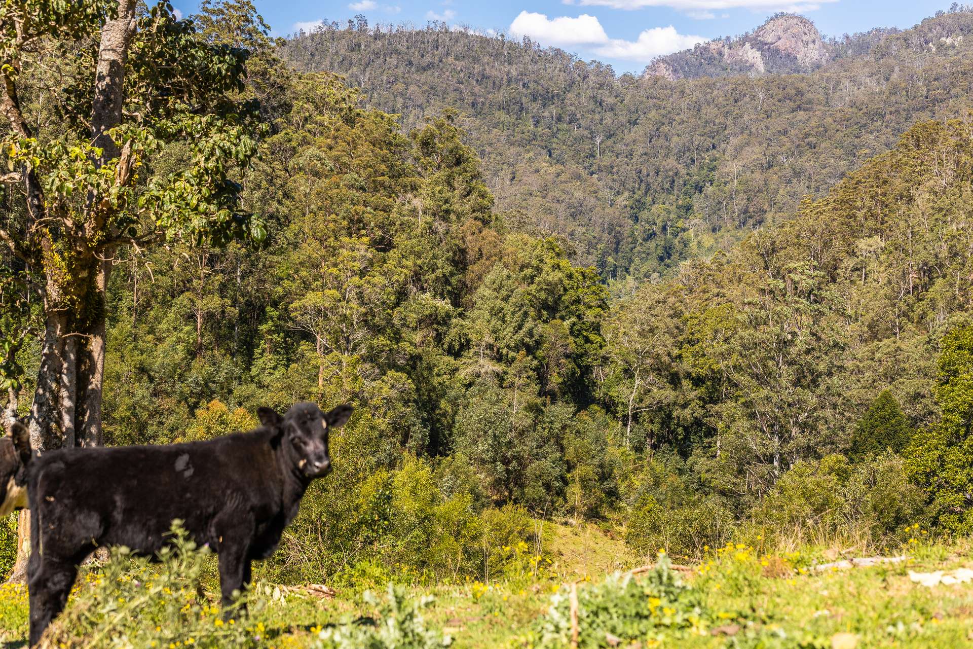 134 Landslip Creek Road, Wherrol Flat Auction by Farmbuy.com - image 18