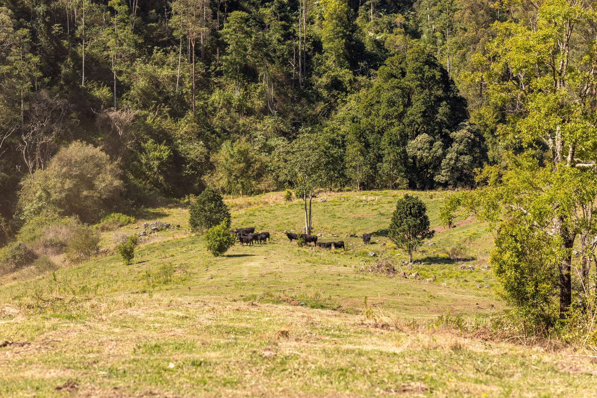 134 Landslip Creek Road, Wherrol Flat Auction by Farmbuy.com - image 14