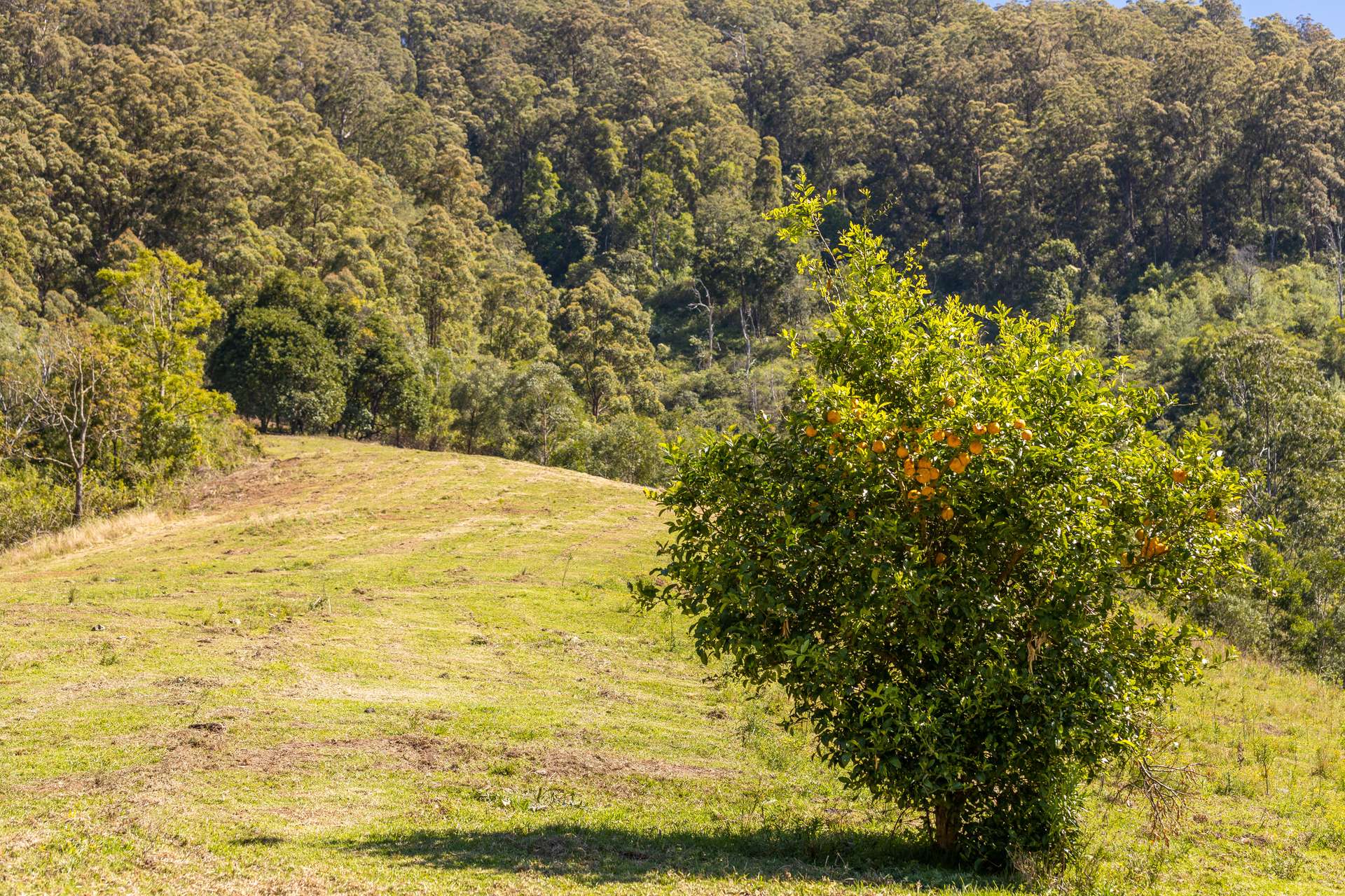 134 Landslip Creek Road, Wherrol Flat Auction by Farmbuy.com - image 11