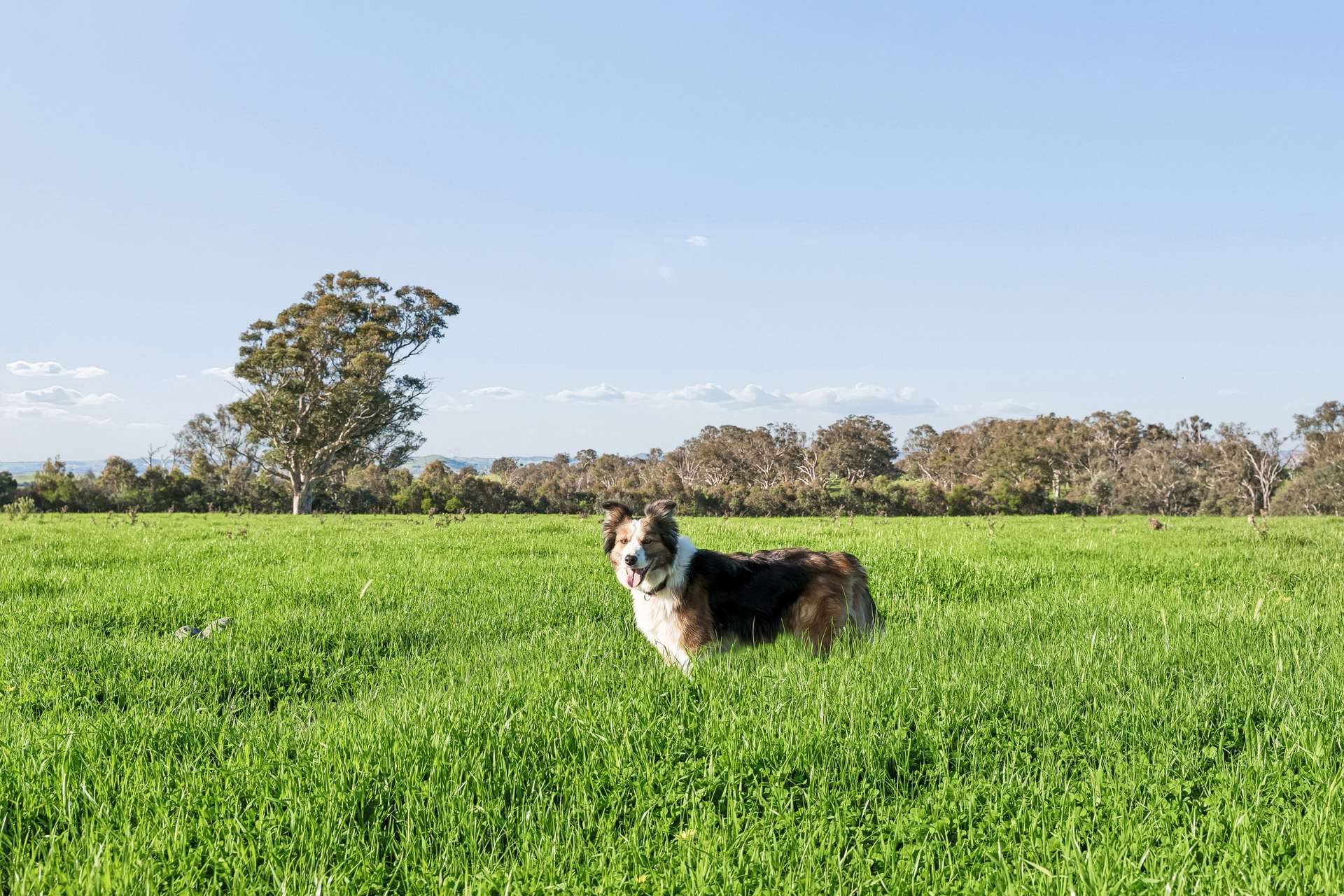 "Yellowbox", 606 Longrail Gully Road, Murrumbateman Auction by Farmbuy.com - image 3