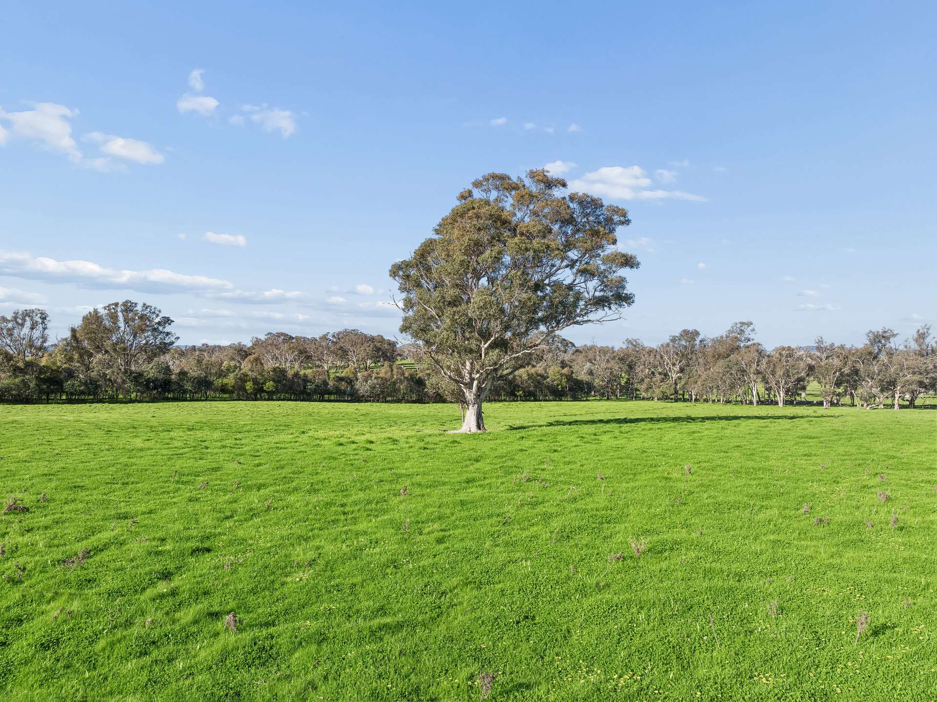 "Yellowbox", 606 Longrail Gully Road, Murrumbateman Auction by Farmbuy.com - image 4