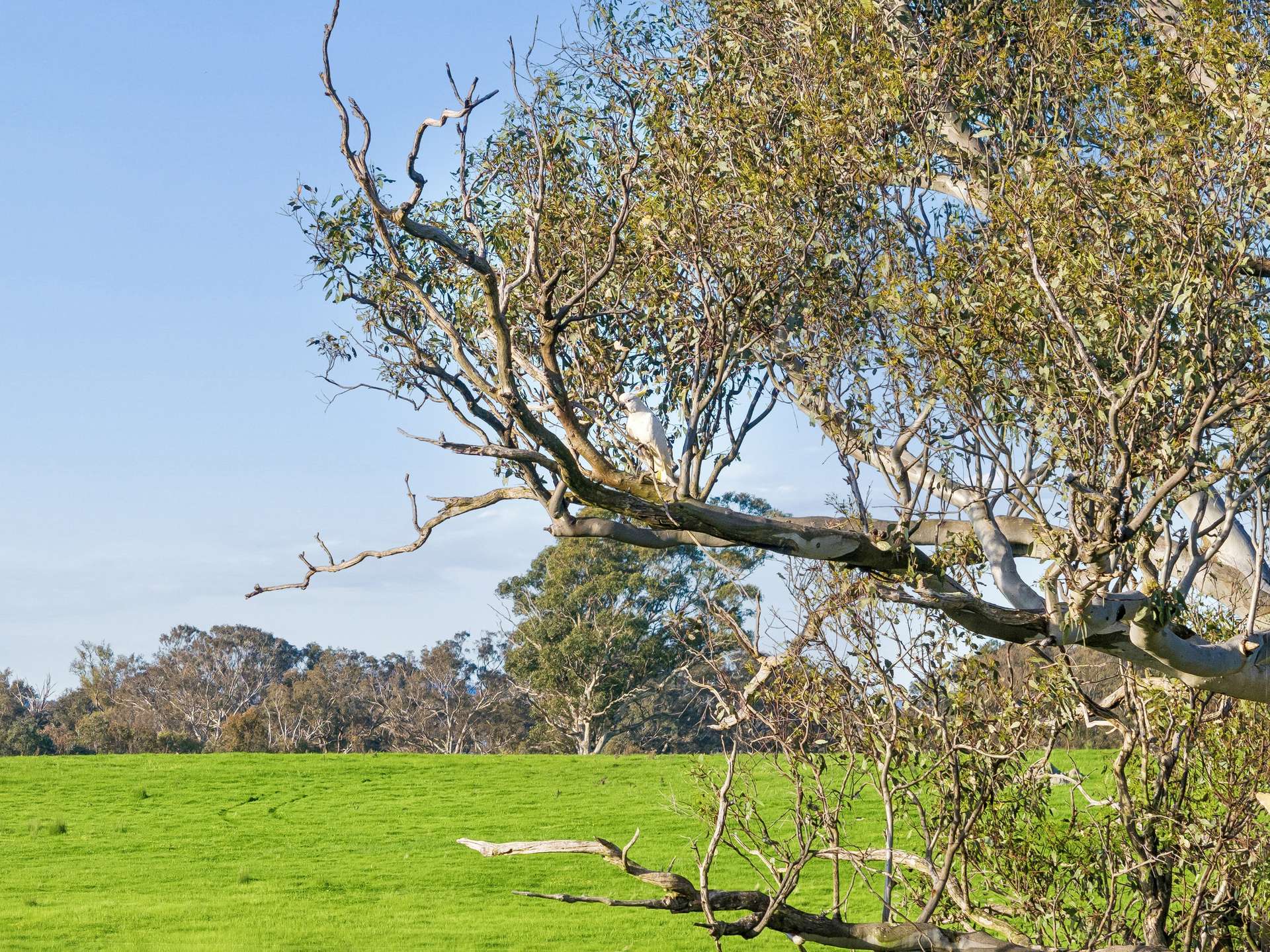 "Yellowbox", 606 Longrail Gully Road, Murrumbateman Auction by Farmbuy.com - image 10