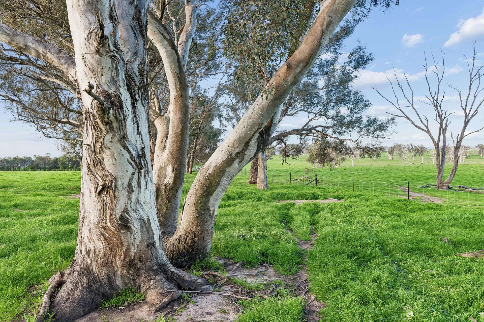 "Yellowbox", 606 Longrail Gully Road, Murrumbateman Auction by Farmbuy.com - image 20
