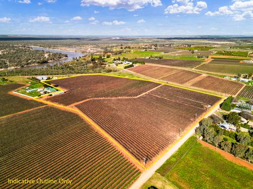Farm For Sale - VIC - Red Cliffs - 3496 - Chardonnay Vineyard with Shedding 