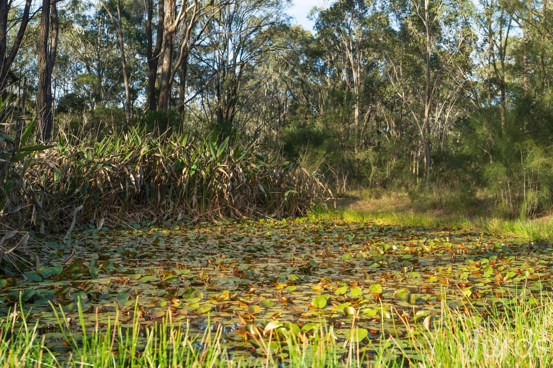603 Lovedale Road, Lovedale For Sale by Farmbuy.com - image 26