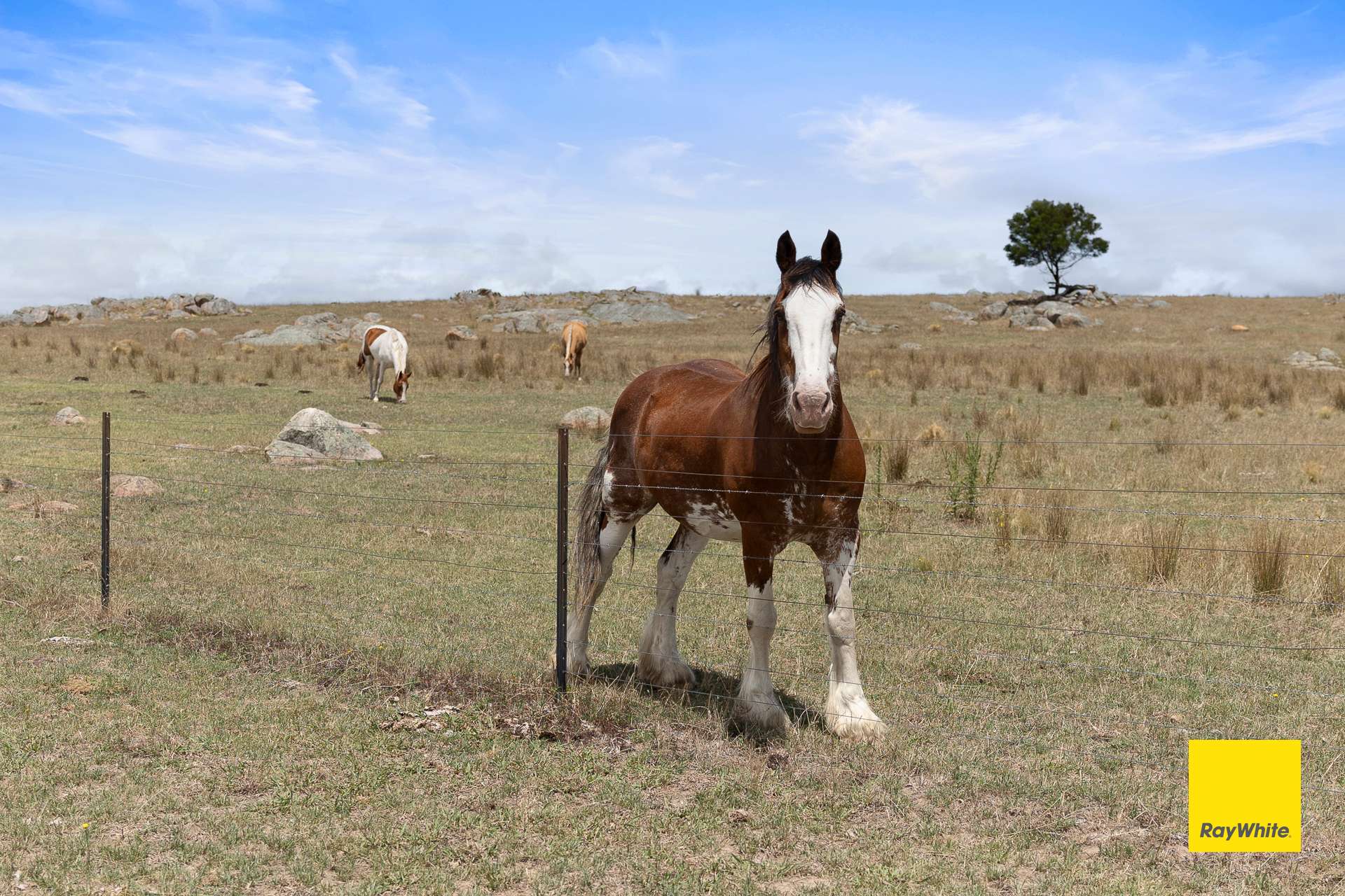 1154 Goulburn Road, Boro For Sale by Farmbuy.com - image 34