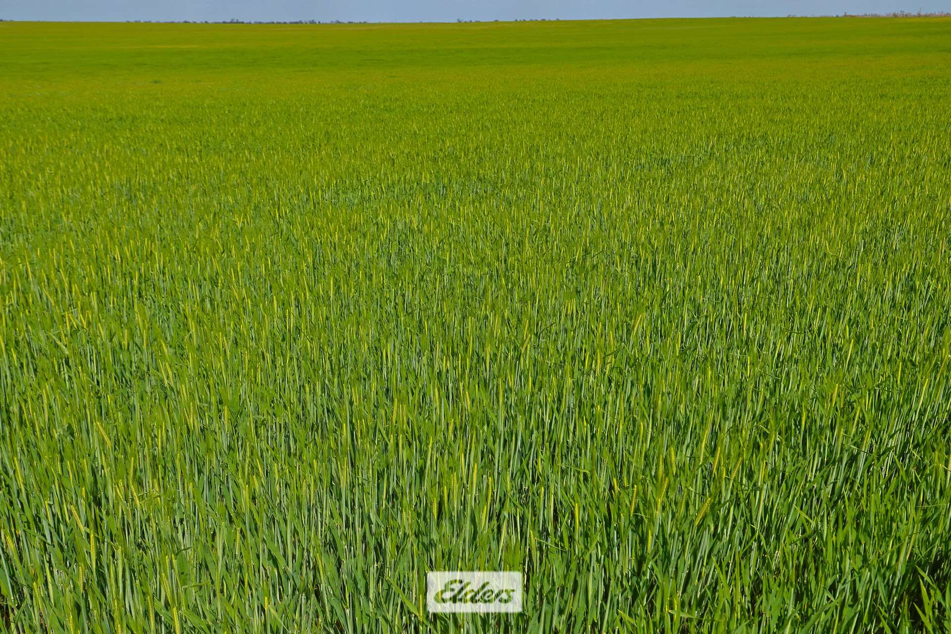 1319 Yanga Way, Kyalite For Sale by Farmbuy.com - image 4