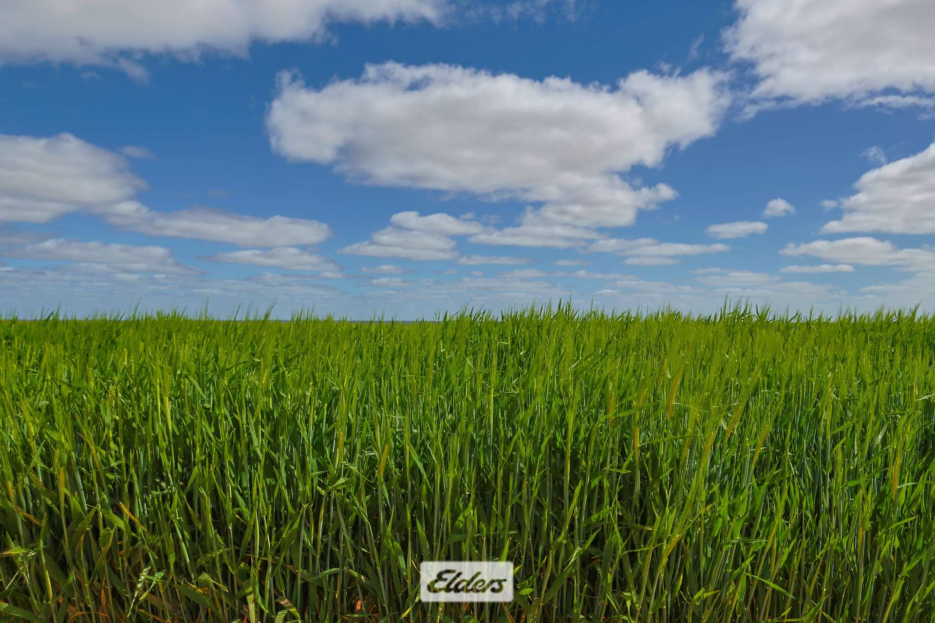 1319 Yanga Way, Kyalite For Sale by Farmbuy.com - image 11