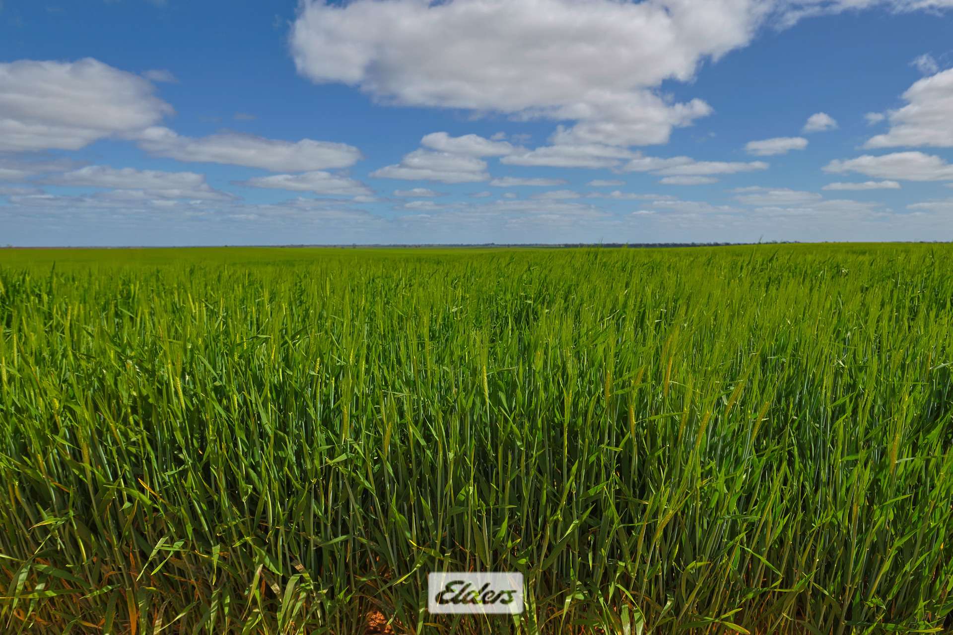 1319 Yanga Way, Kyalite For Sale by Farmbuy.com - image 8