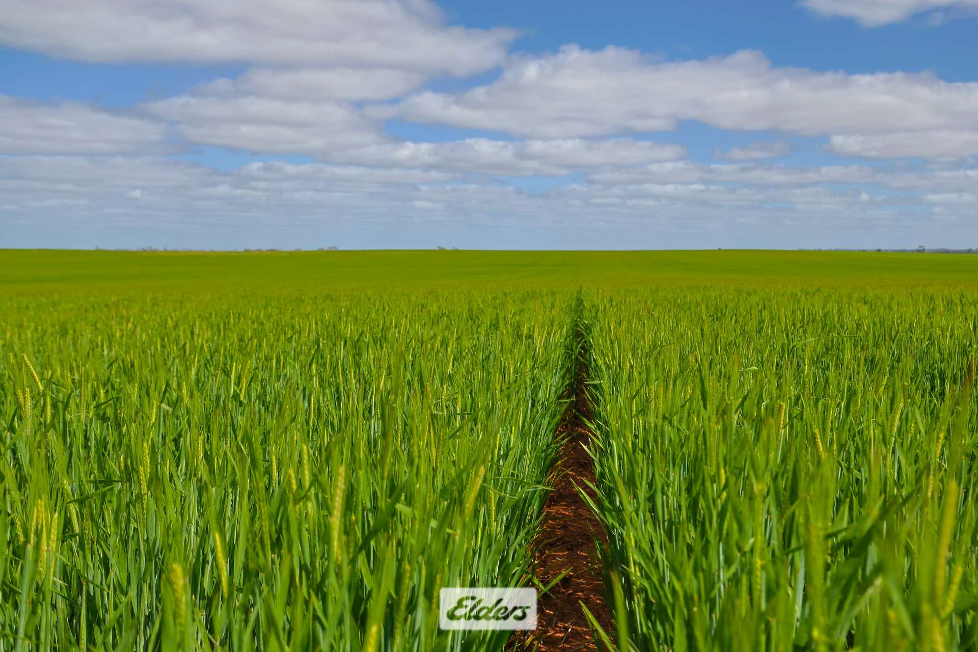 1319 Yanga Way, Kyalite For Sale by Farmbuy.com - image 7