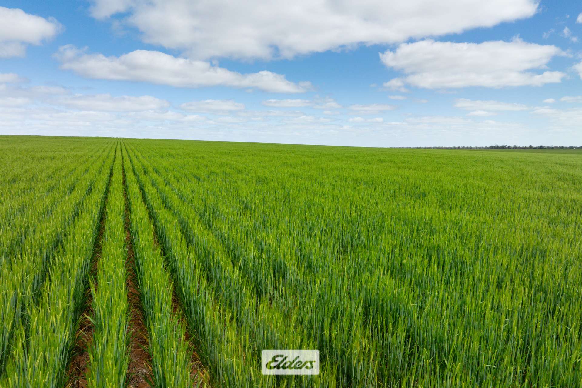 1319 Yanga Way, Kyalite For Sale by Farmbuy.com - image 25