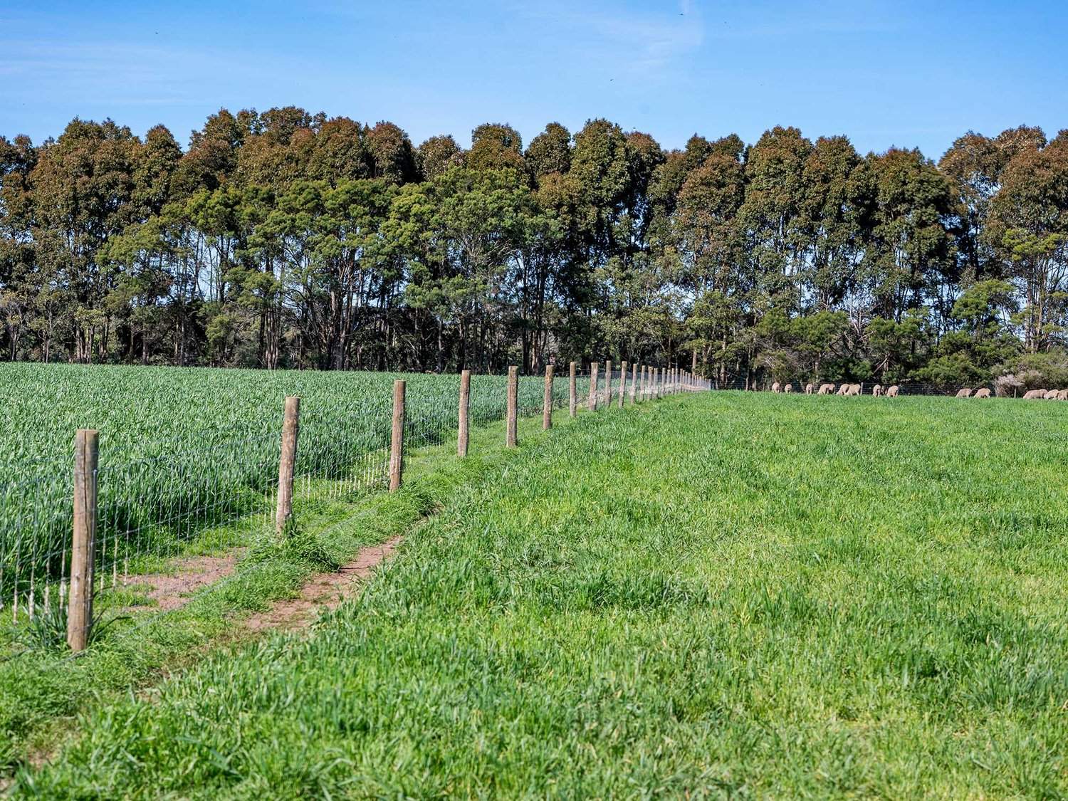 - Hamilton Port Fairy Road, Byaduk For Sale by Farmbuy.com - image 19