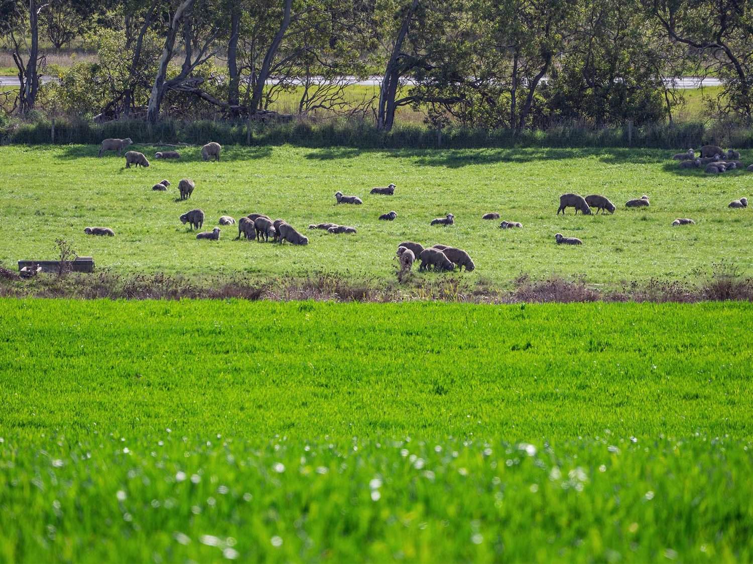 - Hamilton Port Fairy Road, Byaduk For Sale by Farmbuy.com - image 21