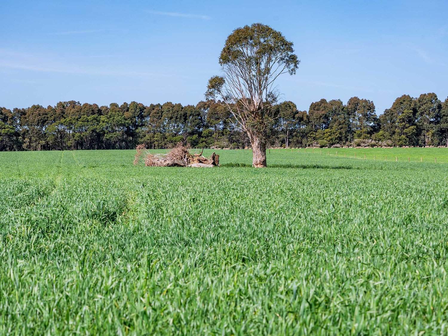 - Hamilton Port Fairy Road, Byaduk For Sale by Farmbuy.com - image 9