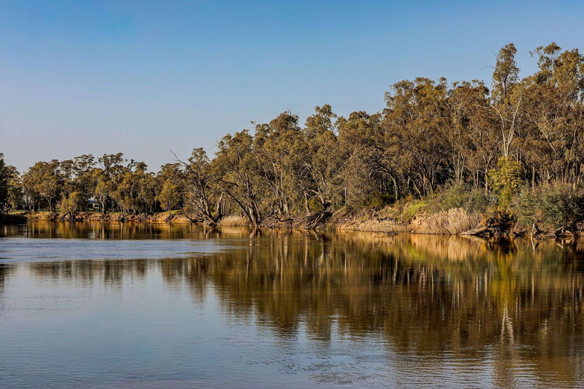'Murray Gums'  1269 Perricoota Road, Moama For Sale by Farmbuy.com - image 3