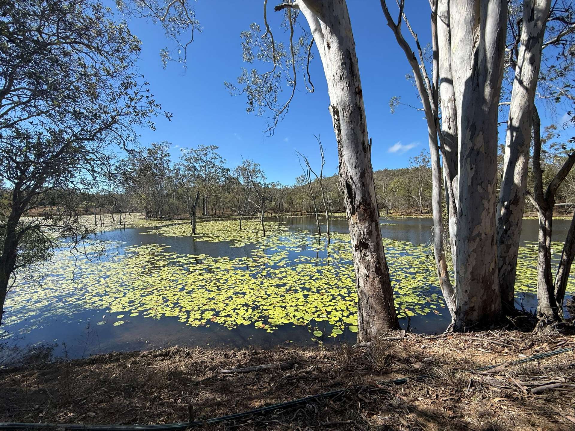 17940 Kennedy Hwy, Mount Garnet For Sale by Farmbuy.com - image 24