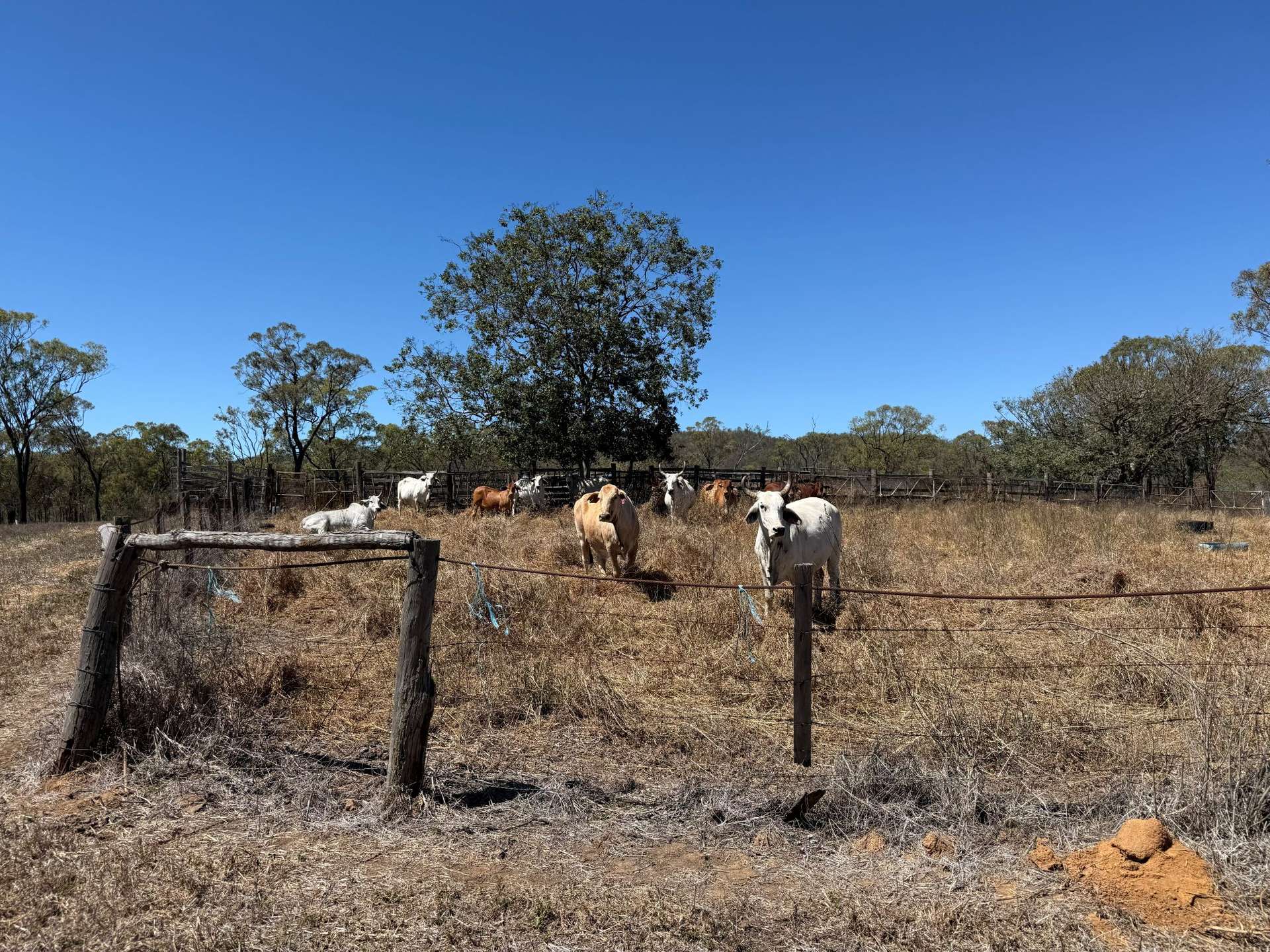 17940 Kennedy Hwy, Mount Garnet For Sale by Farmbuy.com - image 13