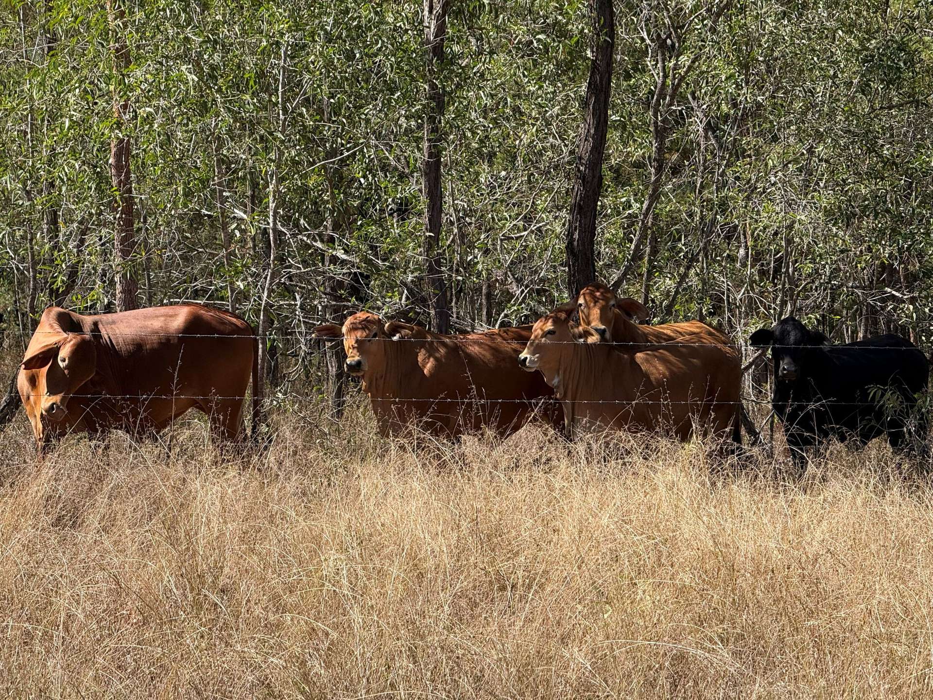 17940 Kennedy Hwy, Mount Garnet For Sale by Farmbuy.com - image 14