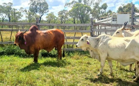 17940 Kennedy Hwy, Mount Garnet For Sale by Farmbuy.com - image 8