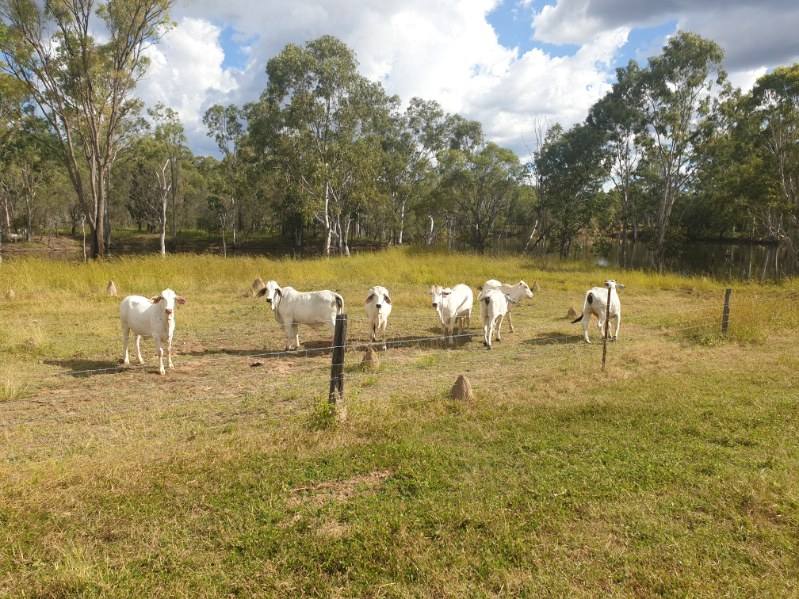 17940 Kennedy Hwy, Mount Garnet For Sale by Farmbuy.com - image 2