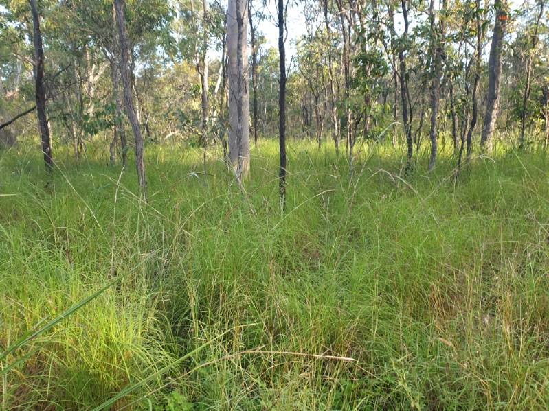 17940 Kennedy Hwy, Mount Garnet For Sale by Farmbuy.com - image 3