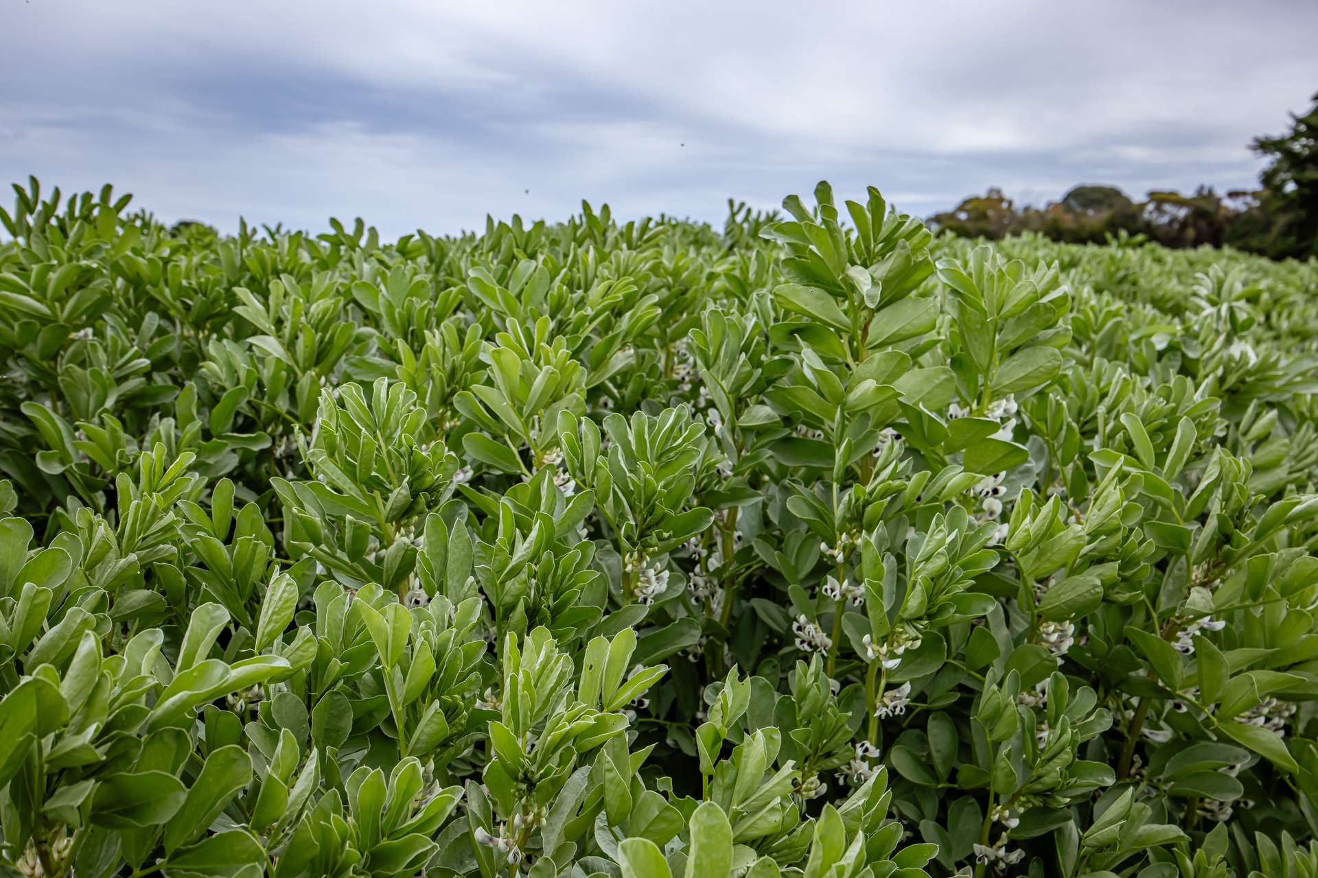 220 Bournes Road, Bool Lagoon For Sale by Farmbuy.com - image 4