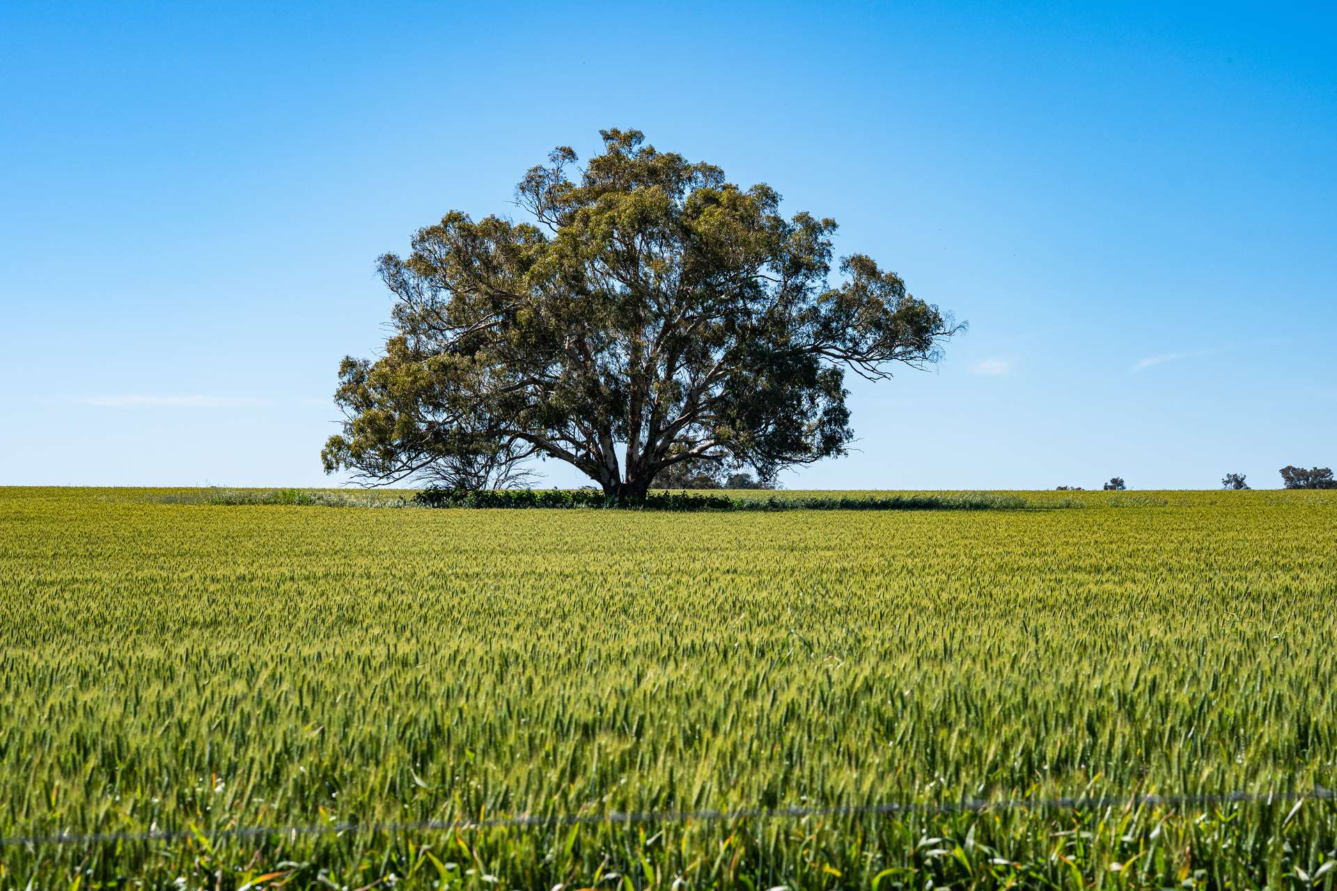 510 Munyaplah Settlement Road, Alma Park For Sale by Farmbuy.com - image 6
