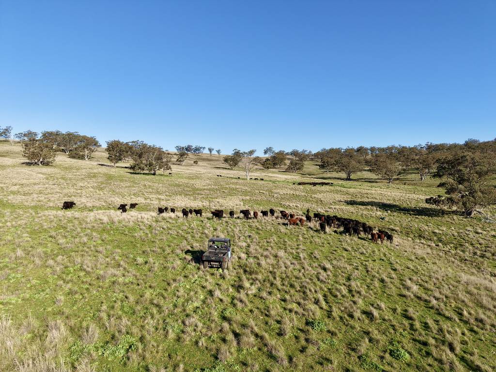 "Rangeview" 2541 Vinegaroy Road, Cassilis NSW 2329