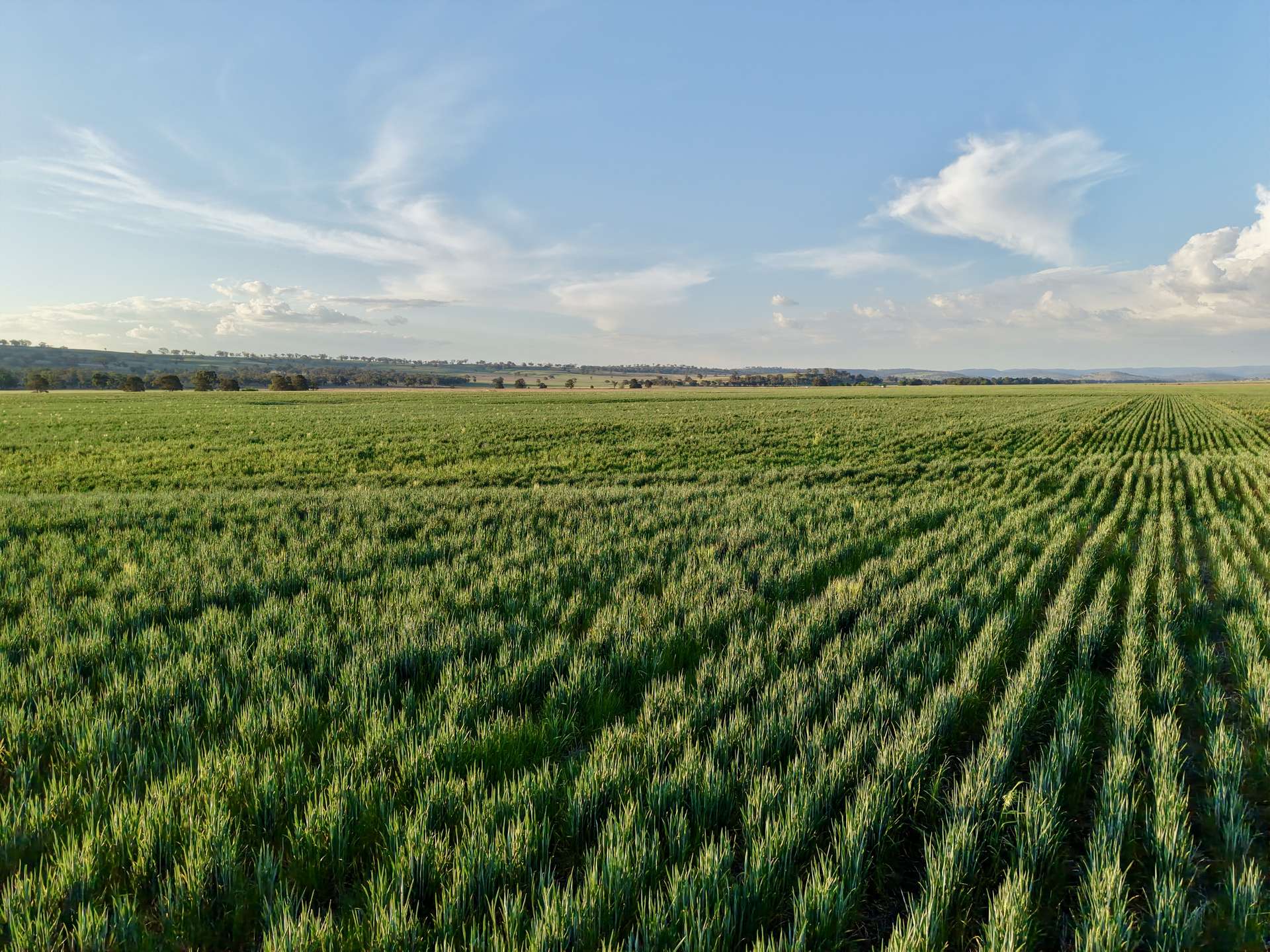 "Yallambee" 92 Yallambee Road, Cassilis For Sale by Farmbuy.com - image 4